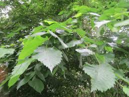 Attēlu rezultāti vaicājumam “Ulmus laevis leaf”