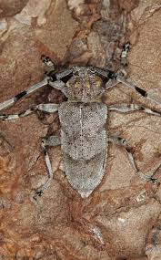 Attēlu rezultāti vaicājumam “Acanthocinus aedilis”