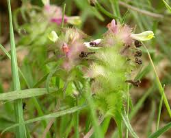 Attēlu rezultāti vaicājumam “Melampyrum cristatum”