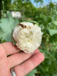 Image result for Papaver somniferum White Cloud
