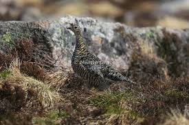 Attēlu rezultāti vaicājumam “Lagopus lagopus female”
