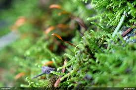 Attēlu rezultāti vaicājumam “Leskea polycarpa”