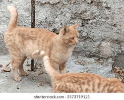 Attēlu rezultāti vaicājumam “Felis silvestris catus”