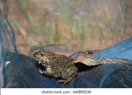 Image result for Bath Amphibians