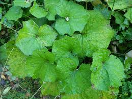 Attēlu rezultāti vaicājumam “Tussilago farfara”