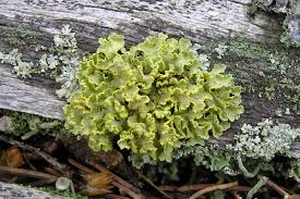 Attēlu rezultāti vaicājumam “Vulpicida pinastri”