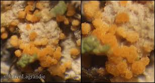 Attēlu rezultāti vaicājumam “Erythricium aurantiacum”