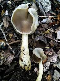 Attēlu rezultāti vaicājumam “Helvella elastica”