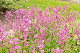 Attēlu rezultāti vaicājumam “Silene viscaria leaf”