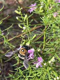 Attēlu rezultāti vaicājumam “Diderma tigrinum”