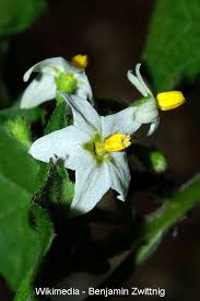 Attēlu rezultāti vaicājumam “Solanum nigrum flower”