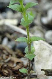 Attēlu rezultāti vaicājumam “Arenaria serpyllifolia leaf”