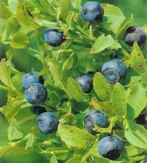 Attēlu rezultāti vaicājumam “Vaccinium myrtillus”