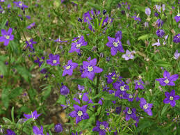 Image result for Legousia speculum-veneris