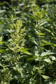 Attēlu rezultāti vaicājumam “Urtica dioica flower”