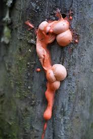 Attēlu rezultāti vaicājumam “Lycogala irregulare”