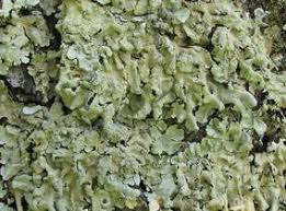 Attēlu rezultāti vaicājumam “Flavoparmelia caperata”