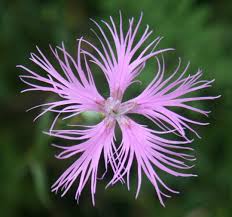 Image result for Dianthus superbus