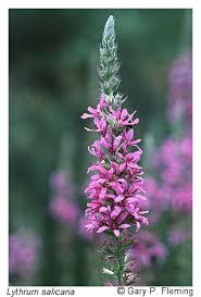 Image result for Lythrum salicaria