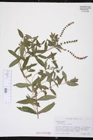 Attēlu rezultāti vaicājumam “Mentha spicata leaf”