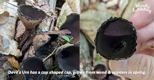 Attēlu rezultāti vaicājumam “Craterium sp.”