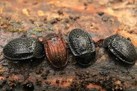 Attēlu rezultāti vaicājumam “Phosphuga atrata”