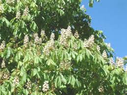 Attēlu rezultāti vaicājumam “Aesculus hippocastanum flower”