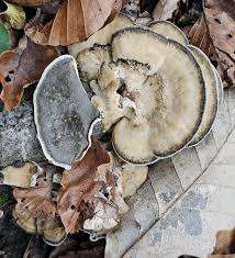 Attēlu rezultāti vaicājumam “Bjerkandera adusta”