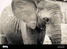 Image result for sad elephant