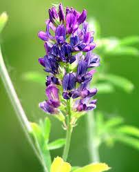 Attēlu rezultāti vaicājumam “Medicago”