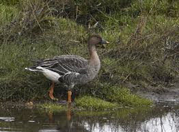 Attēlu rezultāti vaicājumam “Anser serrirostris”