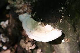 Attēlu rezultāti vaicājumam “Trametes gibbosa”