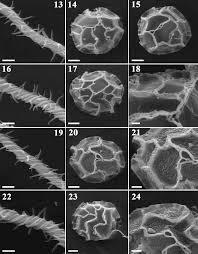 Attēlu rezultāti vaicājumam “Didymium serpula spores”