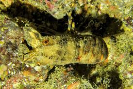 Image result for Peninsula Sub Aqua