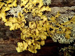 Attēlu rezultāti vaicājumam “Vulpicida pinastri”