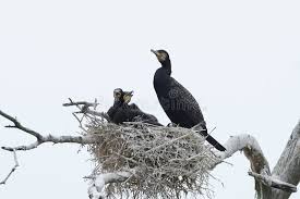 Attēlu rezultāti vaicājumam “Phalacrocorax carbo nest”