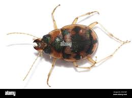 Attēlu rezultāti vaicājumam “Omophron limbatum”