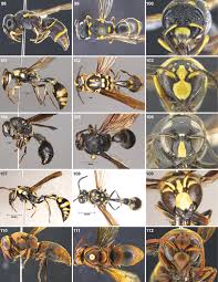 Attēlu rezultāti vaicājumam “Eumenidae”