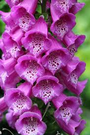 Attēlu rezultāti vaicājumam “Digitalis purpurea”