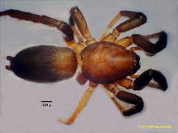 Attēlu rezultāti vaicājumam “Gnaphosidae”