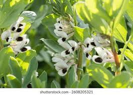Attēlu rezultāti vaicājumam “Vicia faba flower”