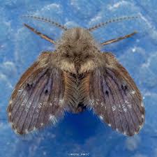 Attēlu rezultāti vaicājumam “Psychodidae”