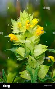Attēlu rezultāti vaicājumam “Rhinanthus serotinus leaf”