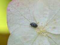 Attēlu rezultāti vaicājumam “Anthrenus verbasci”