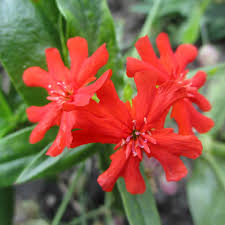 Attēlu rezultāti vaicājumam “Silene chalcedonica”