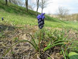 Attēlu rezultāti vaicājumam “Muscari neglectum”