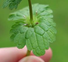Attēlu rezultāti vaicājumam “Lamium amplexicaule flower”