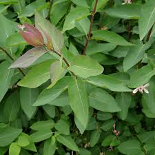Attēlu rezultāti vaicājumam “Lonicera tatarica leaf”