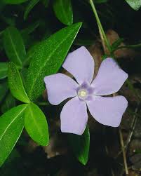 Attēlu rezultāti vaicājumam “Vinca minor leaf”