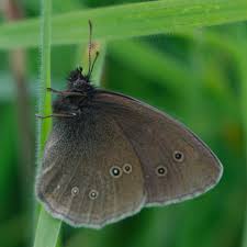 Attēlu rezultāti vaicājumam “Aphantopus hyperantus underside”